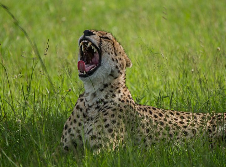 Gepard © Robert Sommer