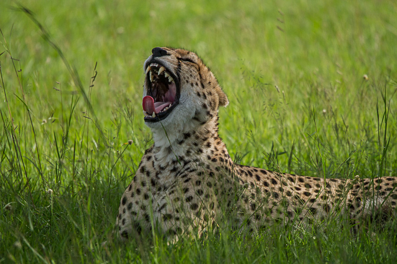 Gepard © Robert Sommer