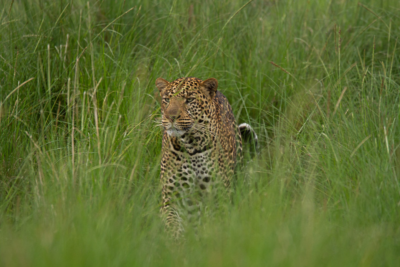 Leopard © Robert Sommer