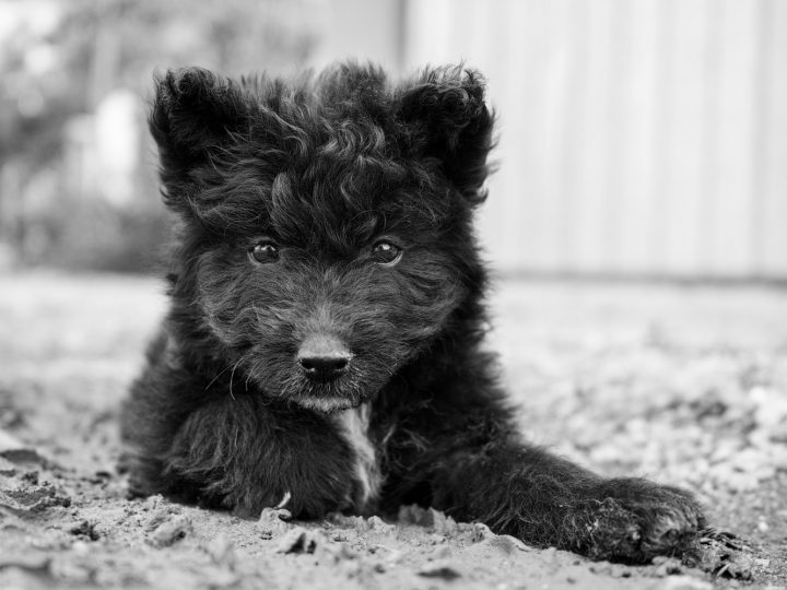 Tierporträts in der Direktaufnahme | Haustiere fotografieren