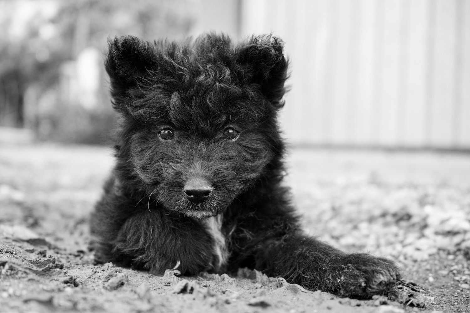 Tierporträts in der Direktaufnahme | Haustiere fotografieren