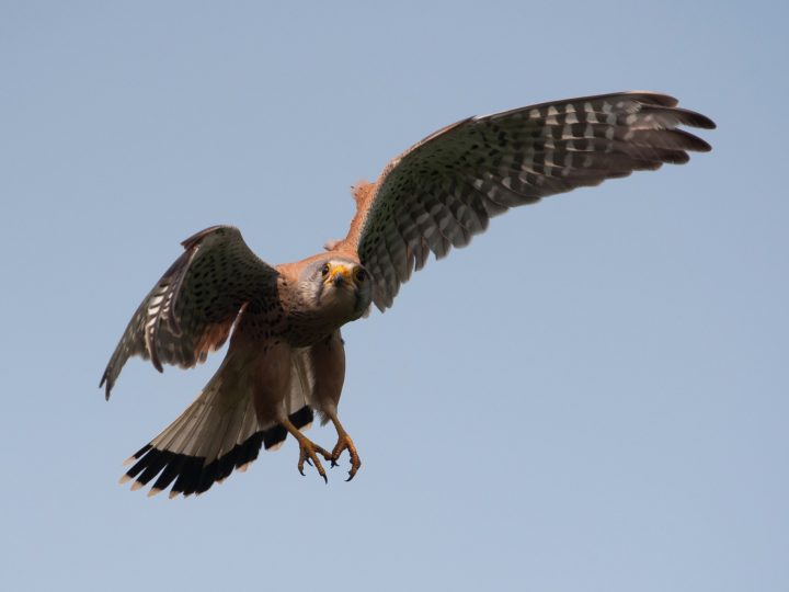 Turmfalke | Tierfotografie © Alexander Ahrenhold