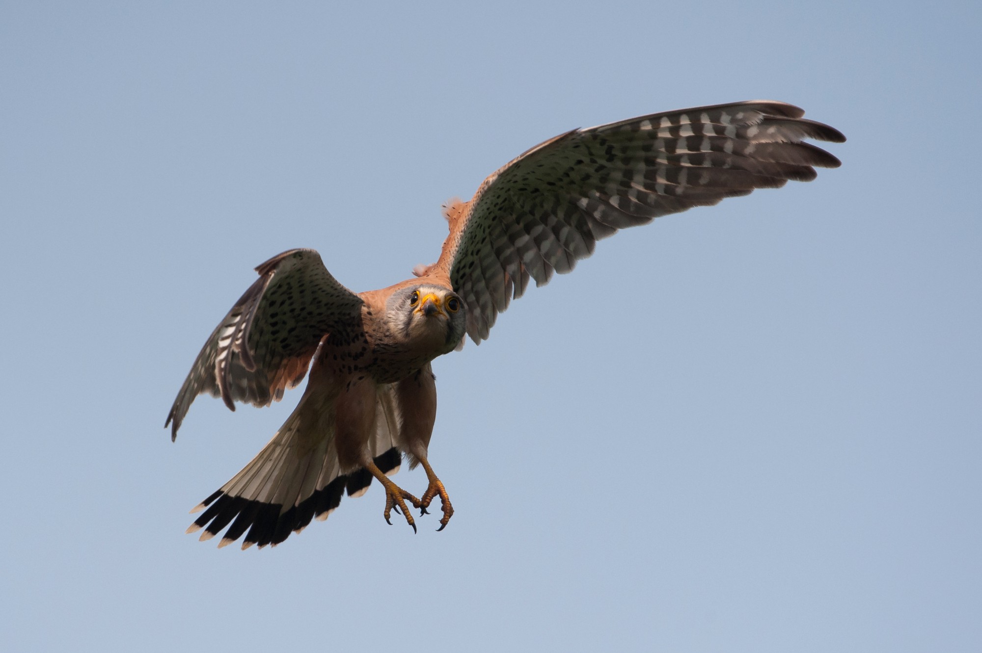 Turmfalke | Tierfotografie © Alexander Ahrenhold