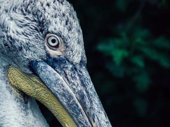 Exotischer Vogel im Visier | Tierfotografie