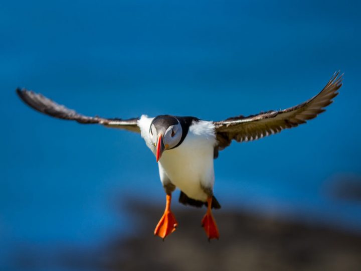 Papageitaucher - SIGMA 50-100mm F1,8 DC HSM | Art ©Robert Sommer