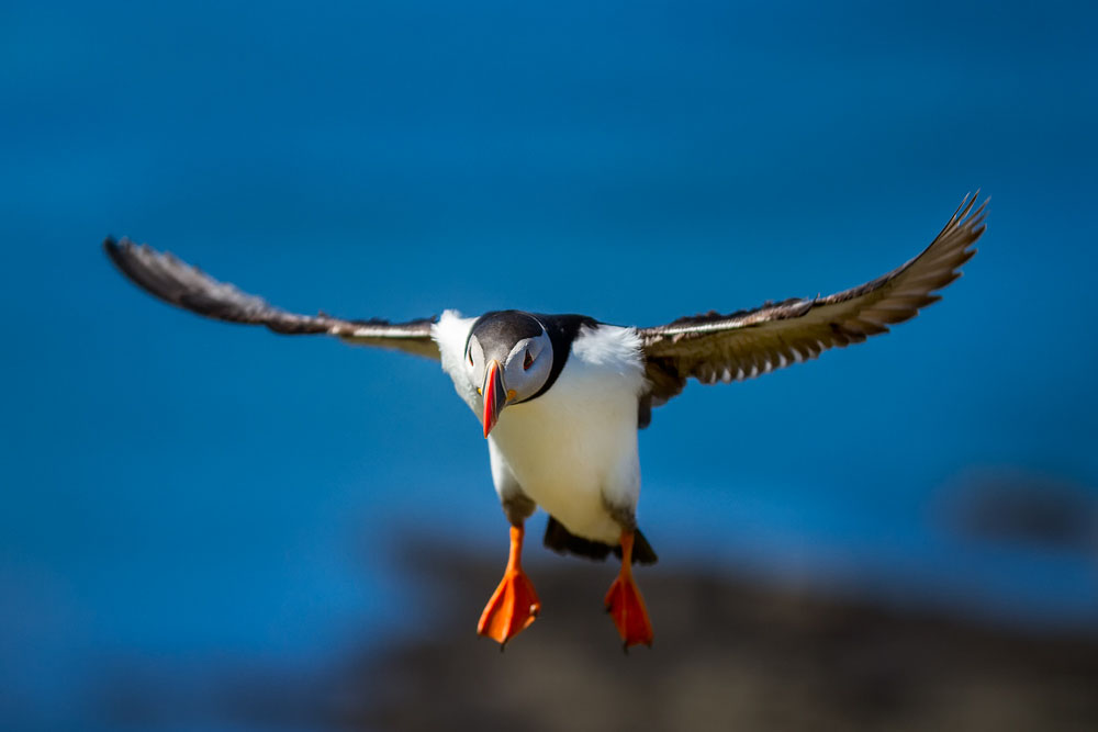 Papageitaucher - SIGMA 50-100mm F1,8 DC HSM | Art ©Robert Sommer