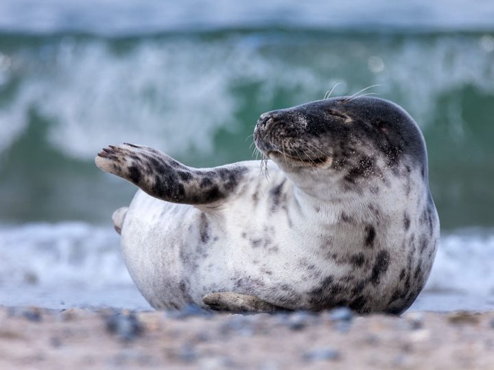 Tierfotografie auf Helgoland mit dem SIGMA 150-600mm F5-6,3 DG OS HSM | Contemporary und Tele-Konverter TC-1401 ©Robert Sommer