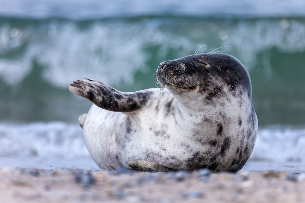 Tierfotografie auf Helgoland mit dem SIGMA 150-600mm F5-6,3 DG OS HSM | Contemporary und Tele-Konverter TC-1401 ©Robert Sommer