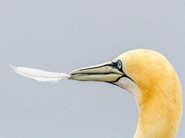 Tierfotografie auf Helgoland mit dem SIGMA 150-600mm F5-6,3 DG OS HSM | Contemporary ©Robert Sommer