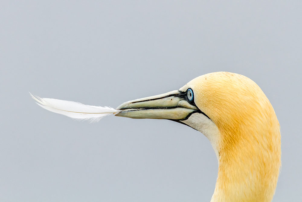 Tierfotografie auf Helgoland mit dem SIGMA 150-600mm F5-6,3 DG OS HSM | Contemporary ©Robert Sommer