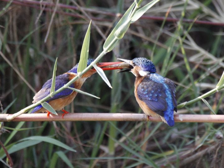 Mahlzeit ©Andreas Winkel