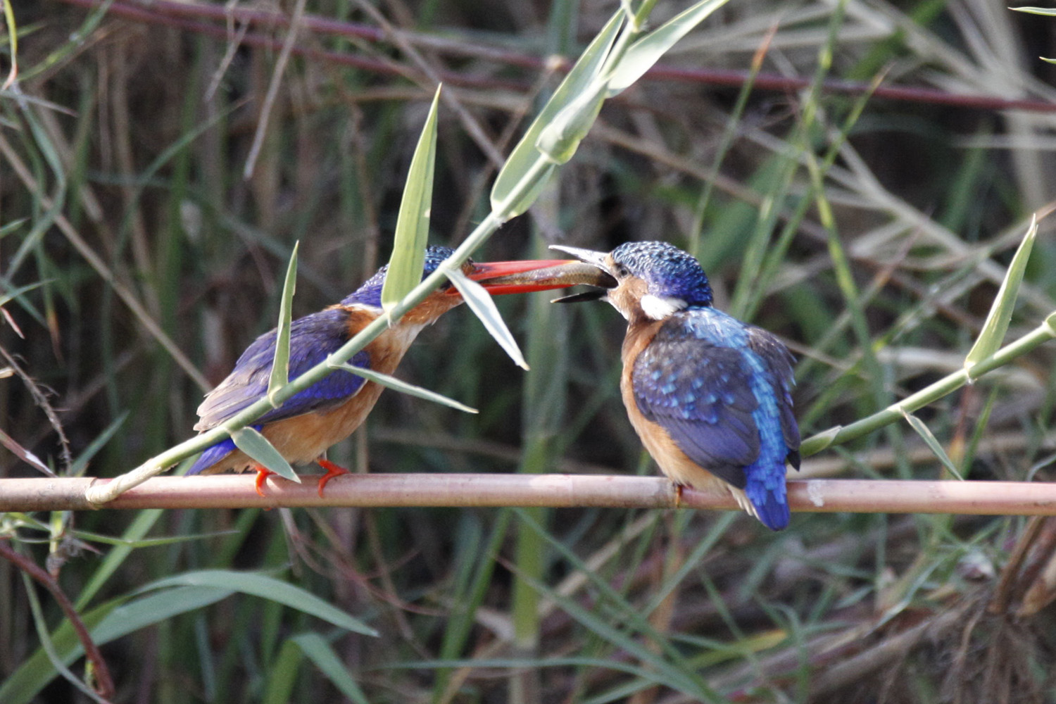 Mahlzeit ©Andreas Winkel