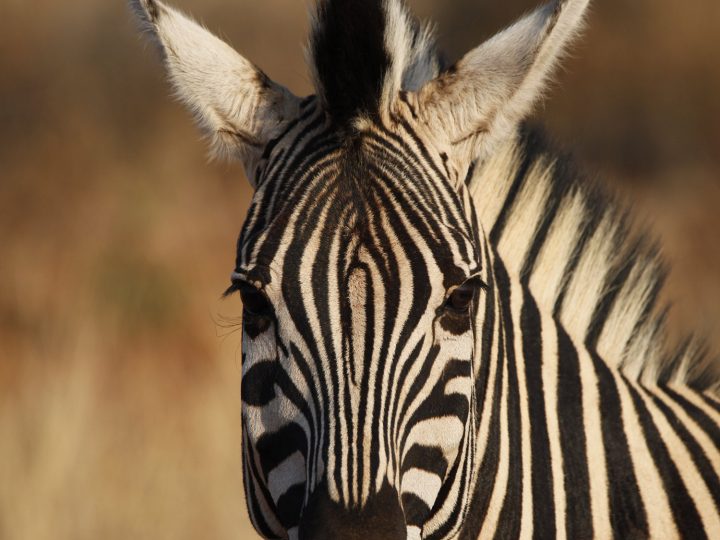 Zebra ©Andreas Winkel