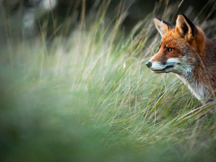 Fuchs und Dachs © Kevin Winterhoff