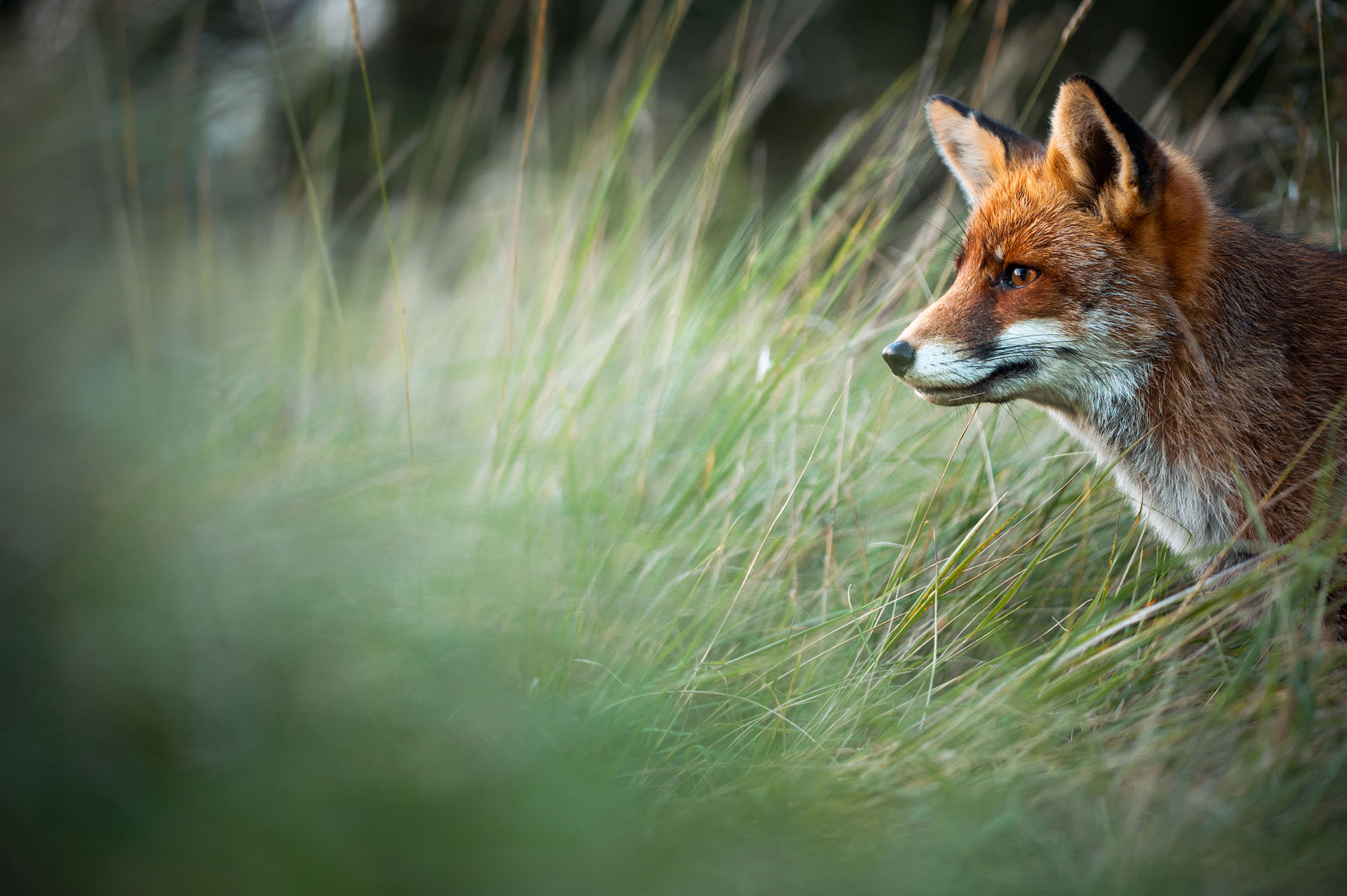 Fuchs und Dachs © Kevin Winterhoff