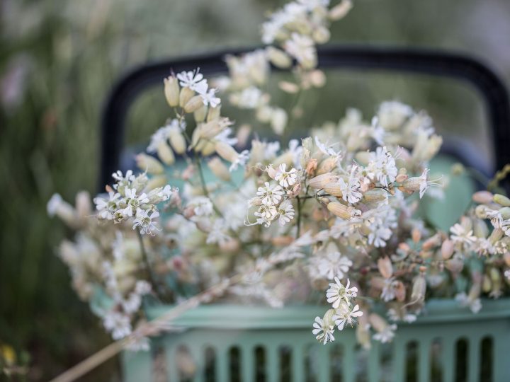 Sommerblumen fotografieren © Sylwia Gervais