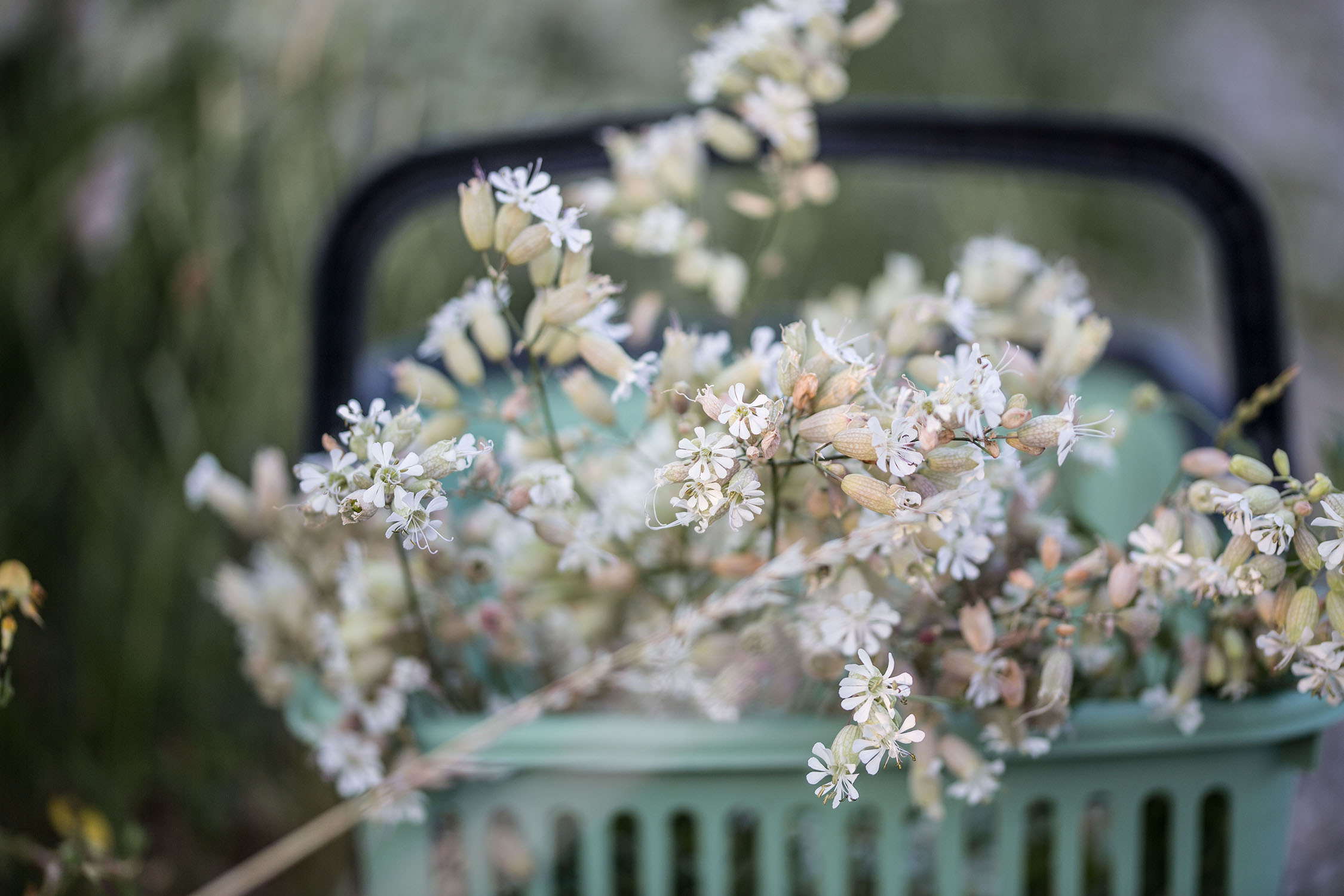 Sommerblumen fotografieren © Sylwia Gervais