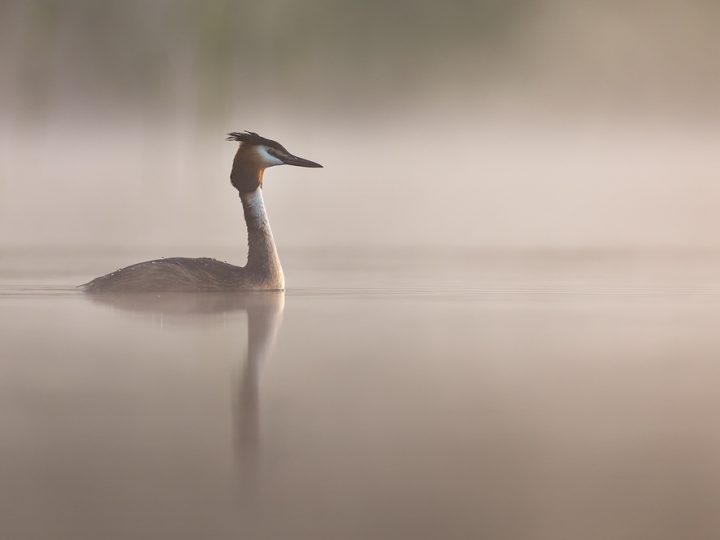 Haubentaucher © Robert Sommer