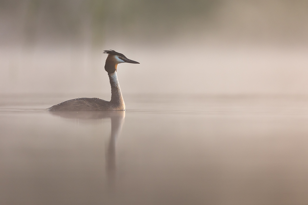 Haubentaucher © Robert Sommer