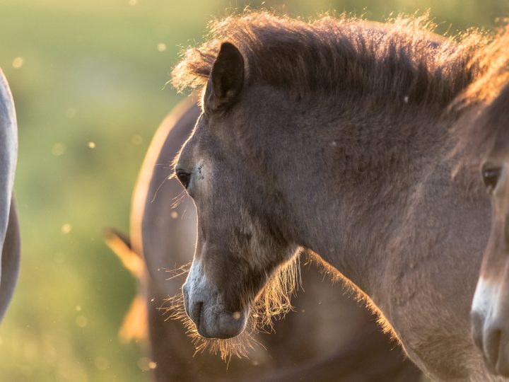 Wildpferde © Robert Marc Lehmann