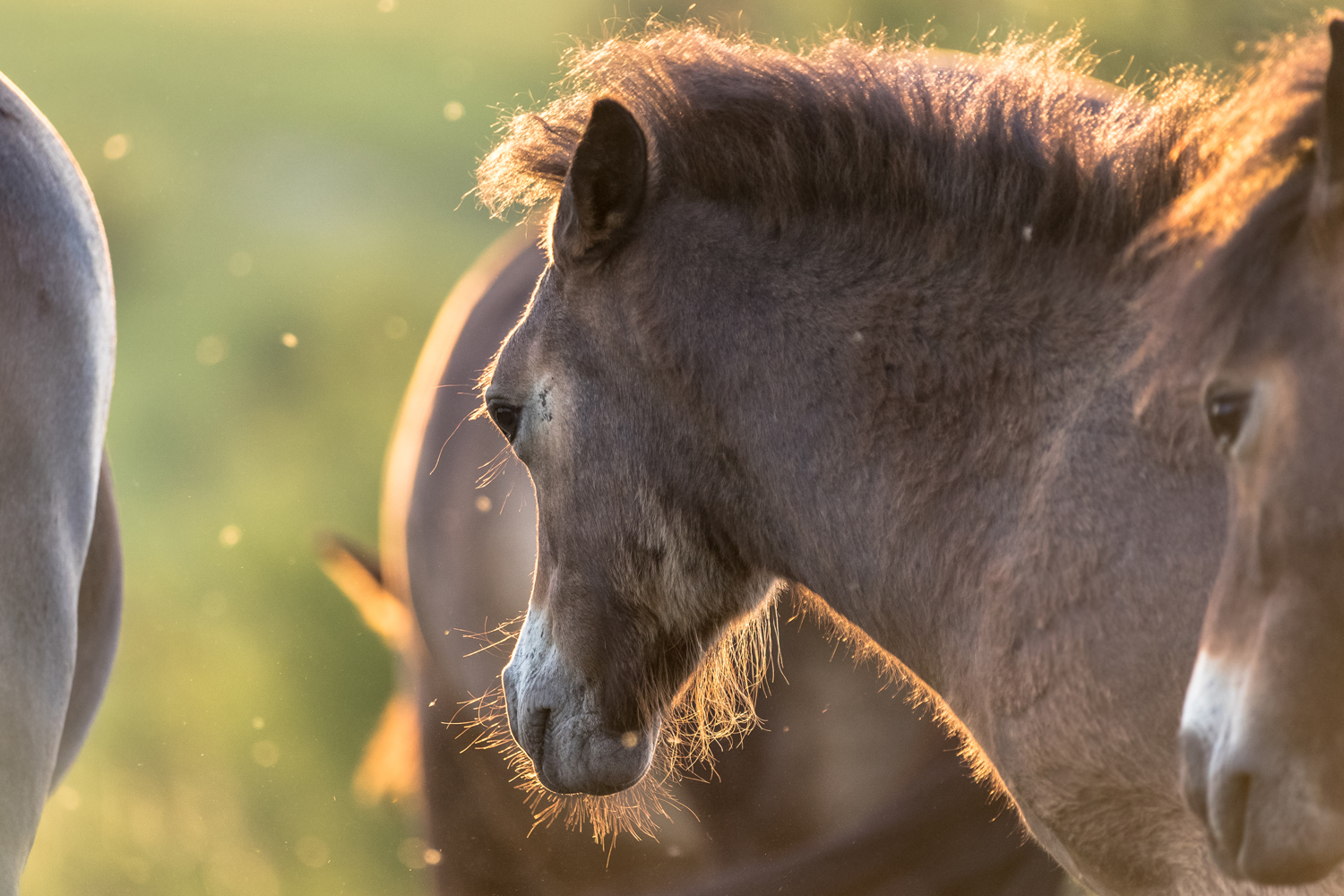 Wildpferde © Robert Marc Lehmann