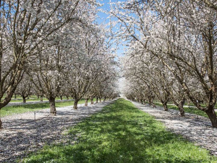 Mandelblüte in Kalifornien © Sylwia Gervais