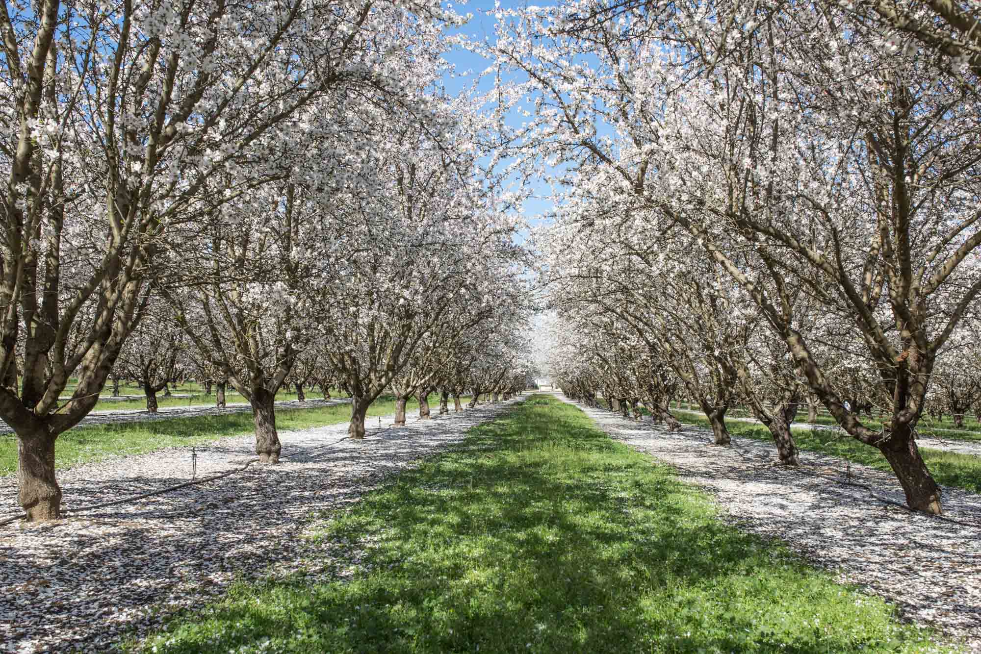 Mandelblüte in Kalifornien © Sylwia Gervais