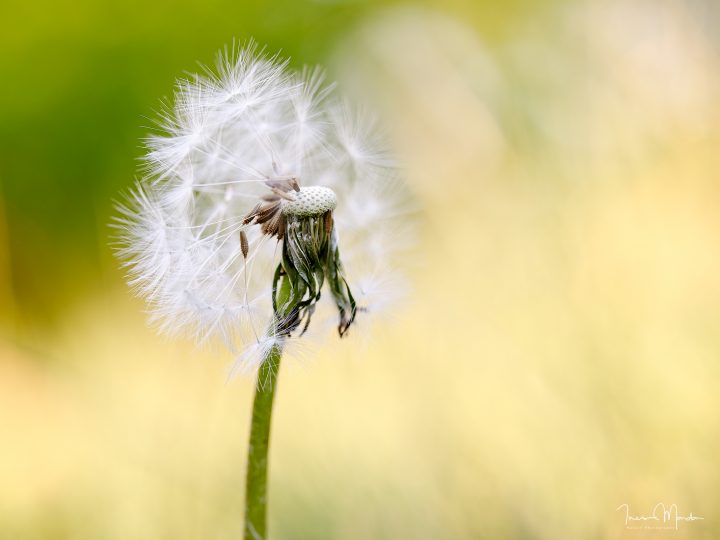 Makrofotografie © Ines Mondon