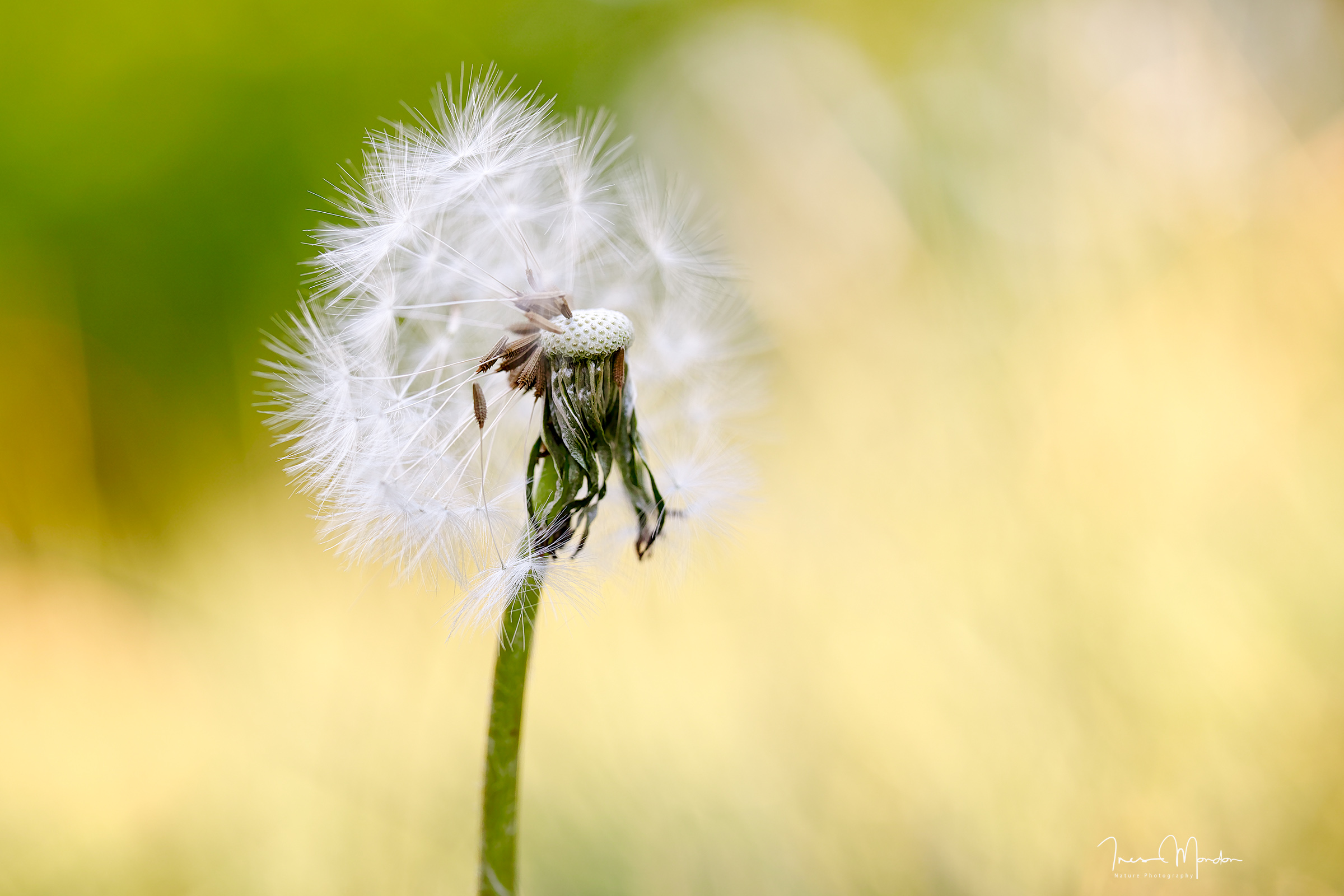 Makrofotografie © Ines Mondon