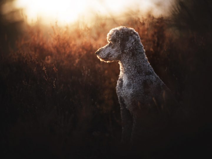 Hundefotografie © Anne Geier