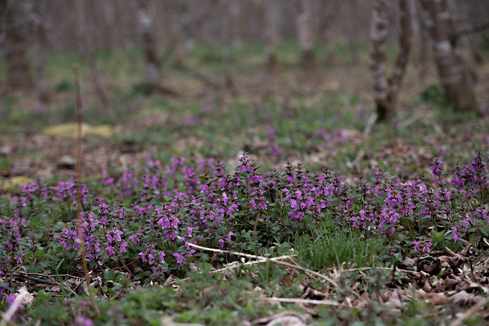 Wildkräuter mit SIGMA © Sylwia Gervais