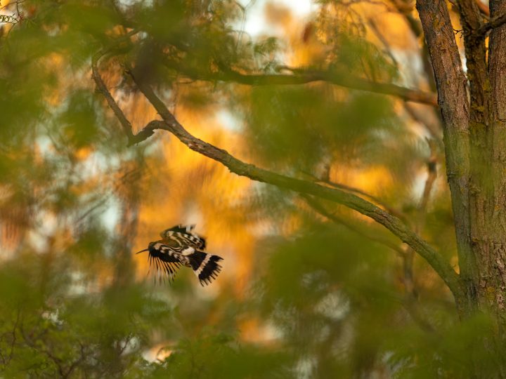 Vogelfotografie in Ungarn © Robert Sommer