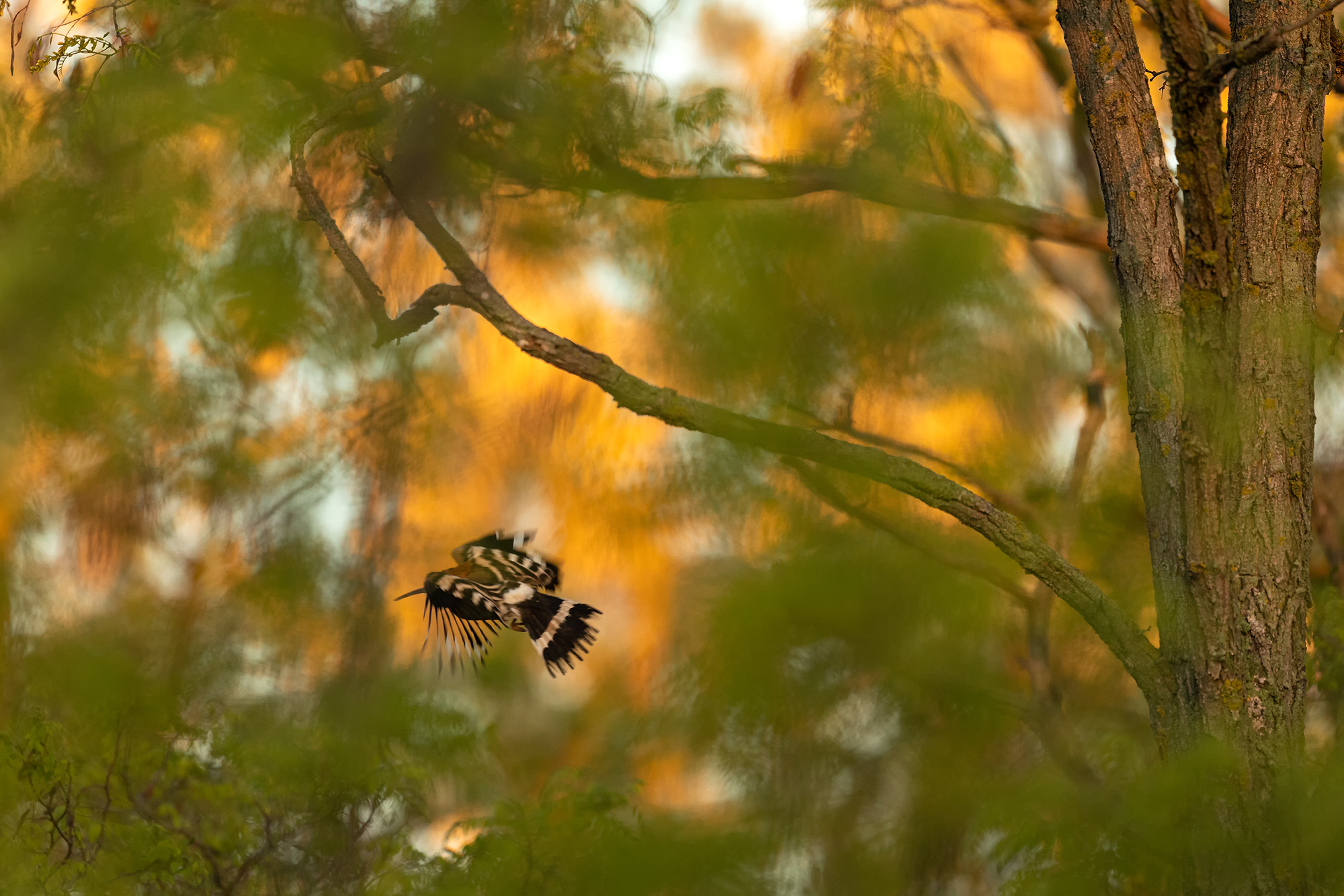 Vogelfotografie in Ungarn © Robert Sommer