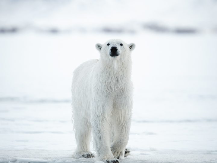 Eisbären © Michael Ginzburg