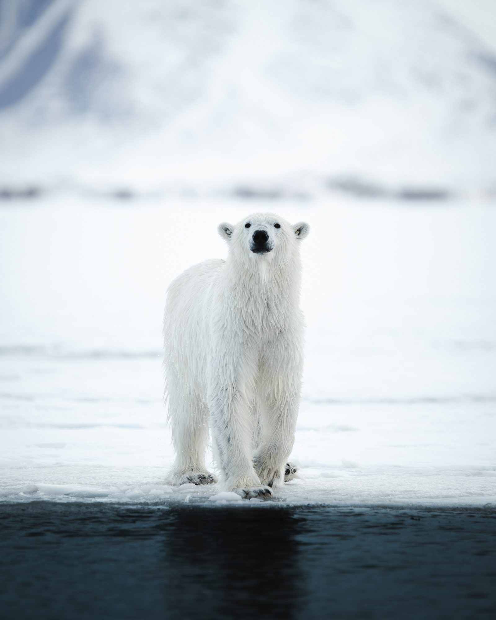 Eisbären © Michael Ginzburg