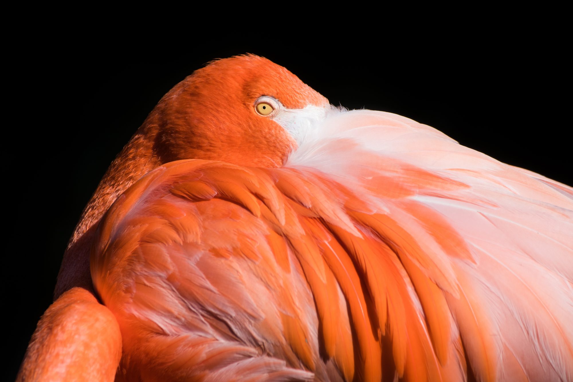 National-Geographic-Fotografie