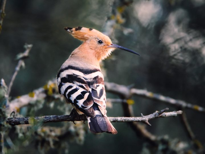 Mit dem SIGMA 500mm F4 DG OS HSM | Art Mallorca entdecken © Kevin Winterhoff