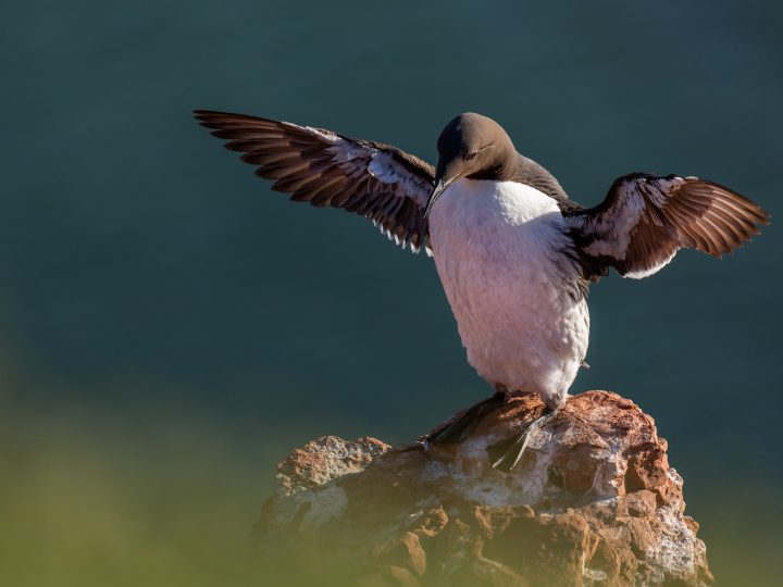 Naturfotografie auf Helgoland mit den SIGMA Teleobjektiven © Robert Sommer