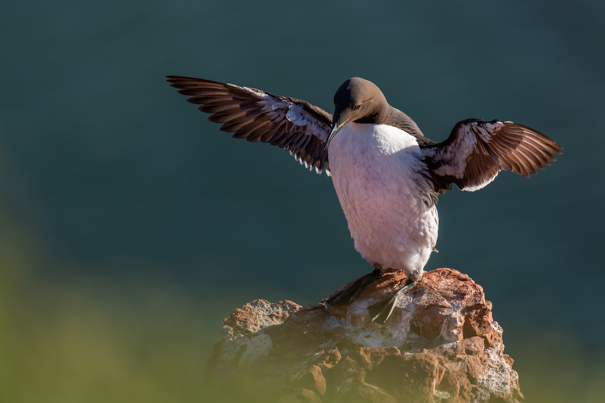 Naturfotografie auf Helgoland mit den SIGMA Teleobjektiven © Robert Sommer