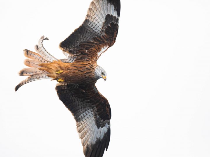 Natur- und Tierfotografie im Naturpark Feldberger Seenlandschaft © Kevin Winterhoff