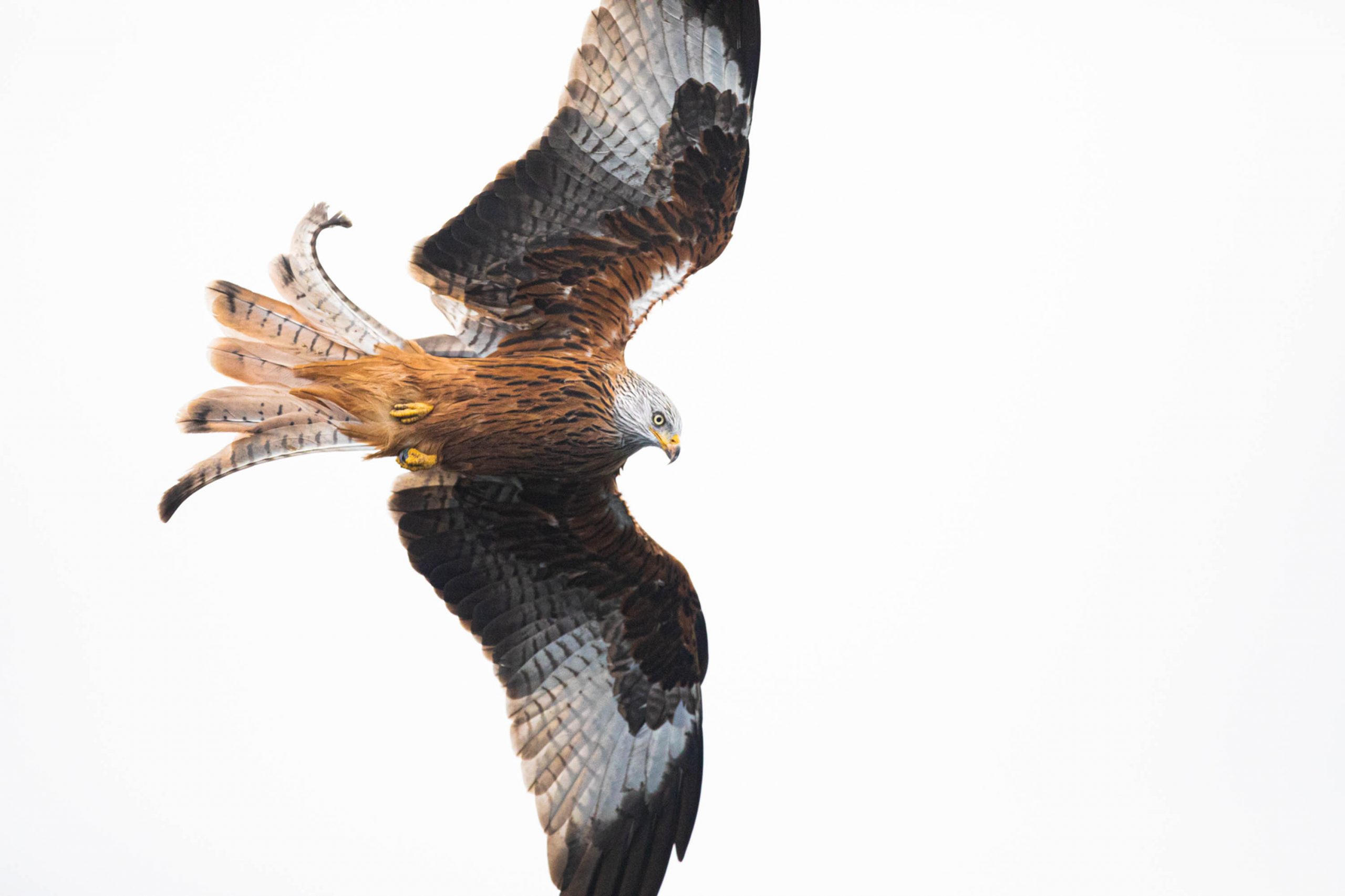 Natur- und Tierfotografie im Naturpark Feldberger Seenlandschaft © Kevin Winterhoff