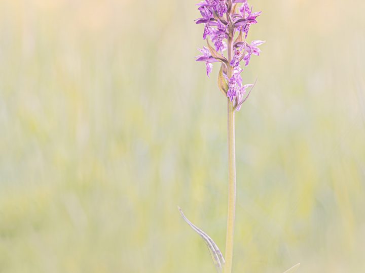 Makrofotografie mit der SIGMA fp und einem Feldmonitor © Mark Ford