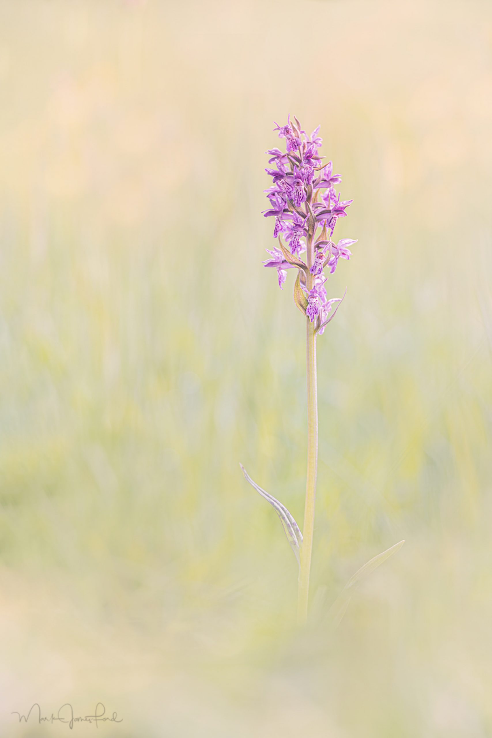 Makrofotografie mit der SIGMA fp und einem Feldmonitor © Mark Ford