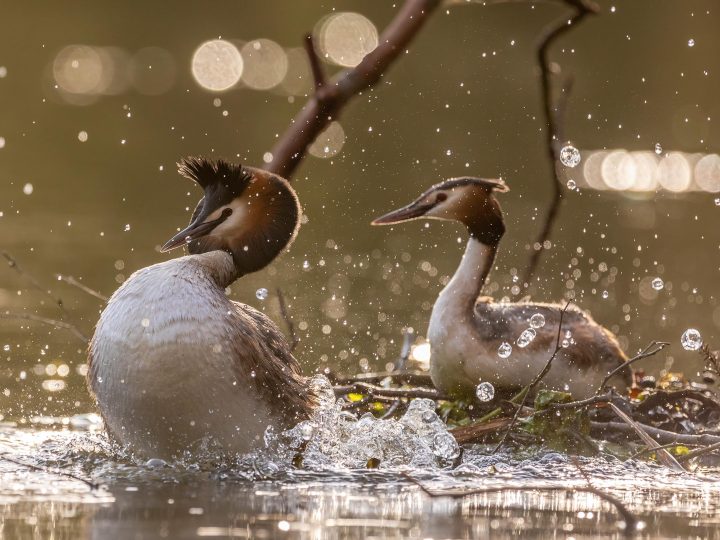 Ein Frühling bei den Haubentauchern © Robert Sommer