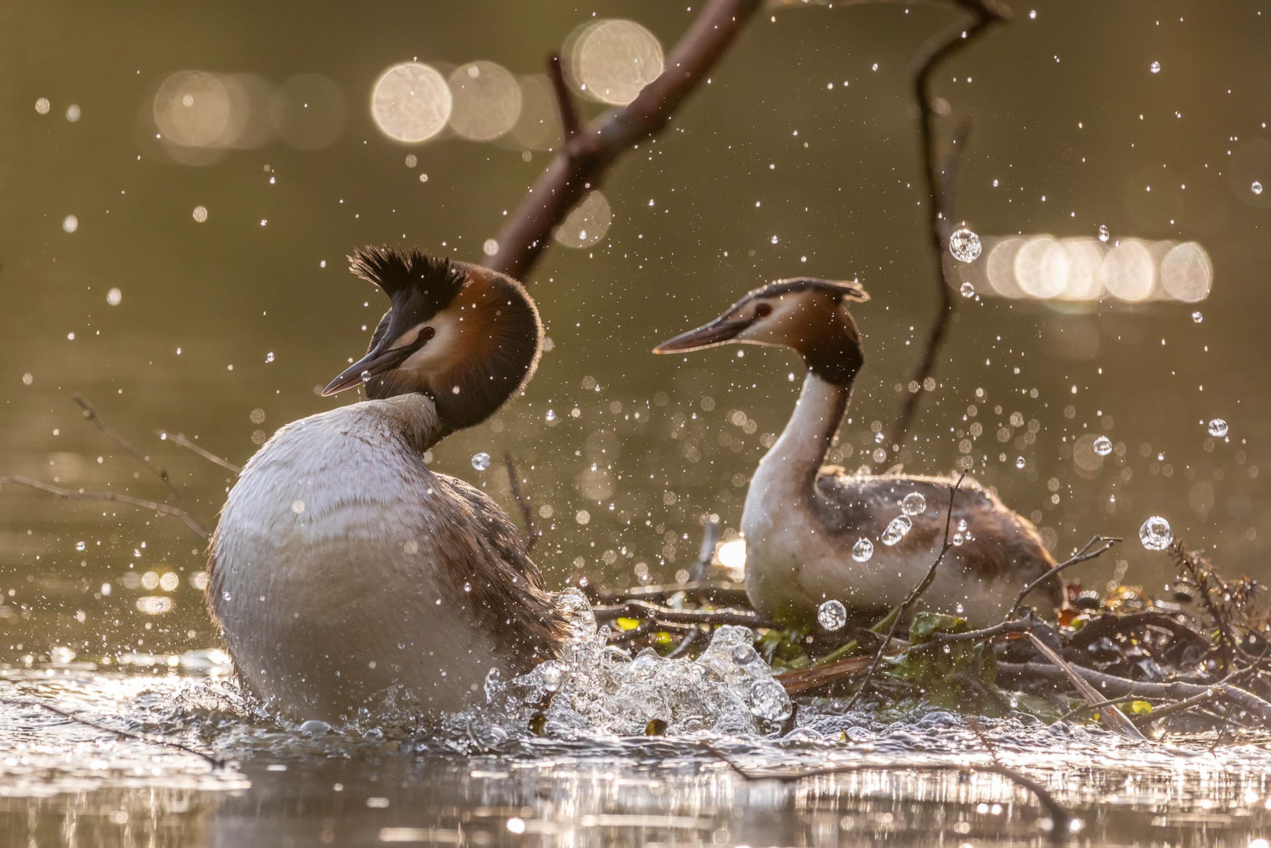 Ein Frühling bei den Haubentauchern © Robert Sommer