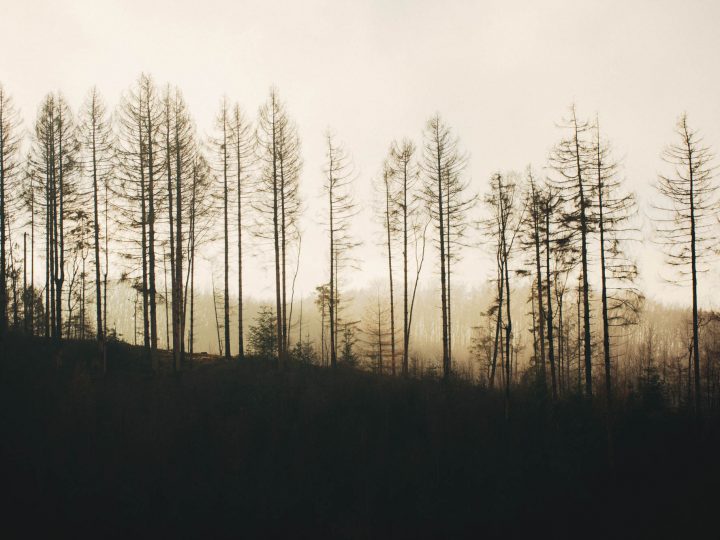 Teutoburger Wald © Maike Descher