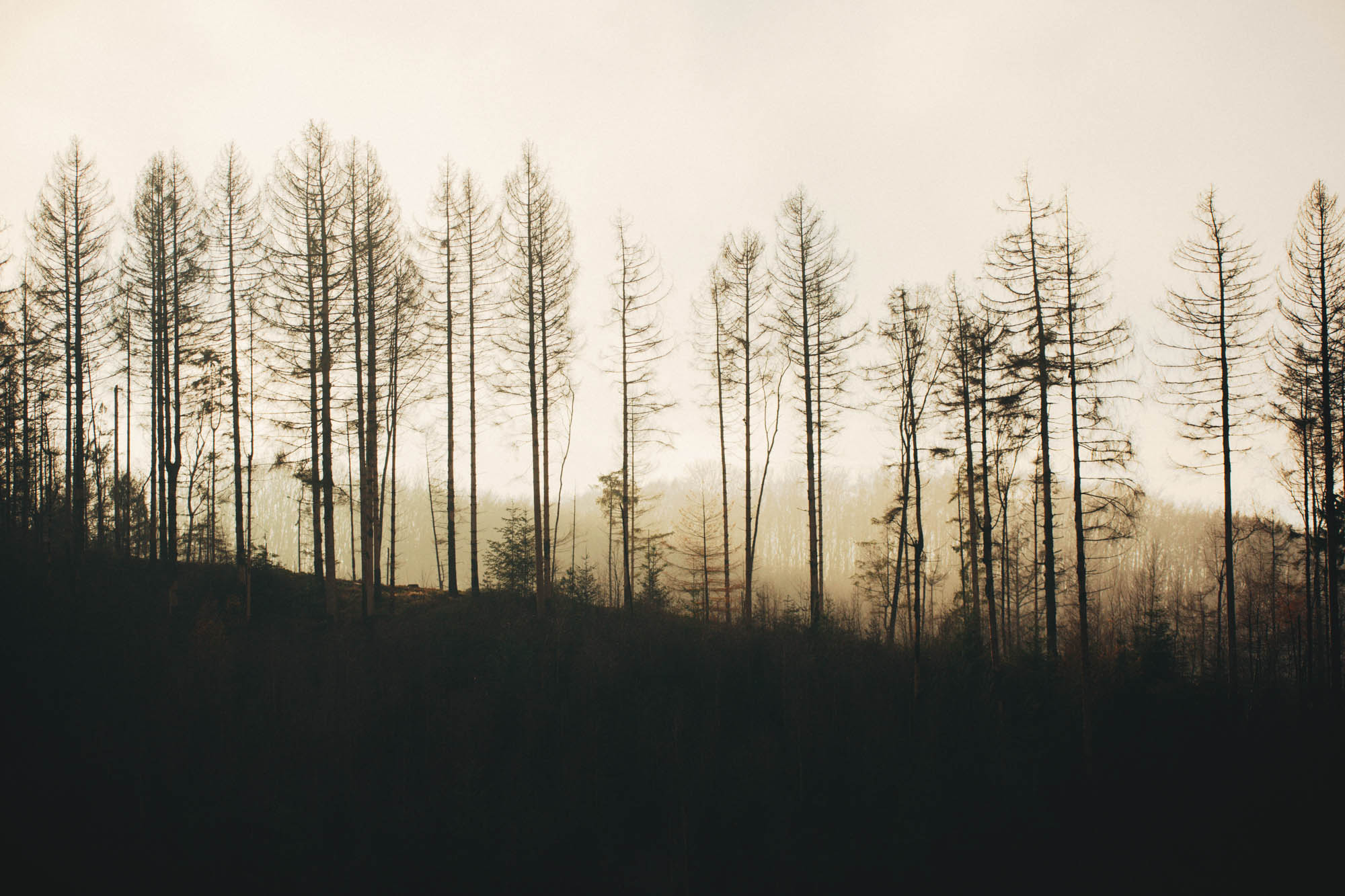 Teutoburger Wald © Maike Descher