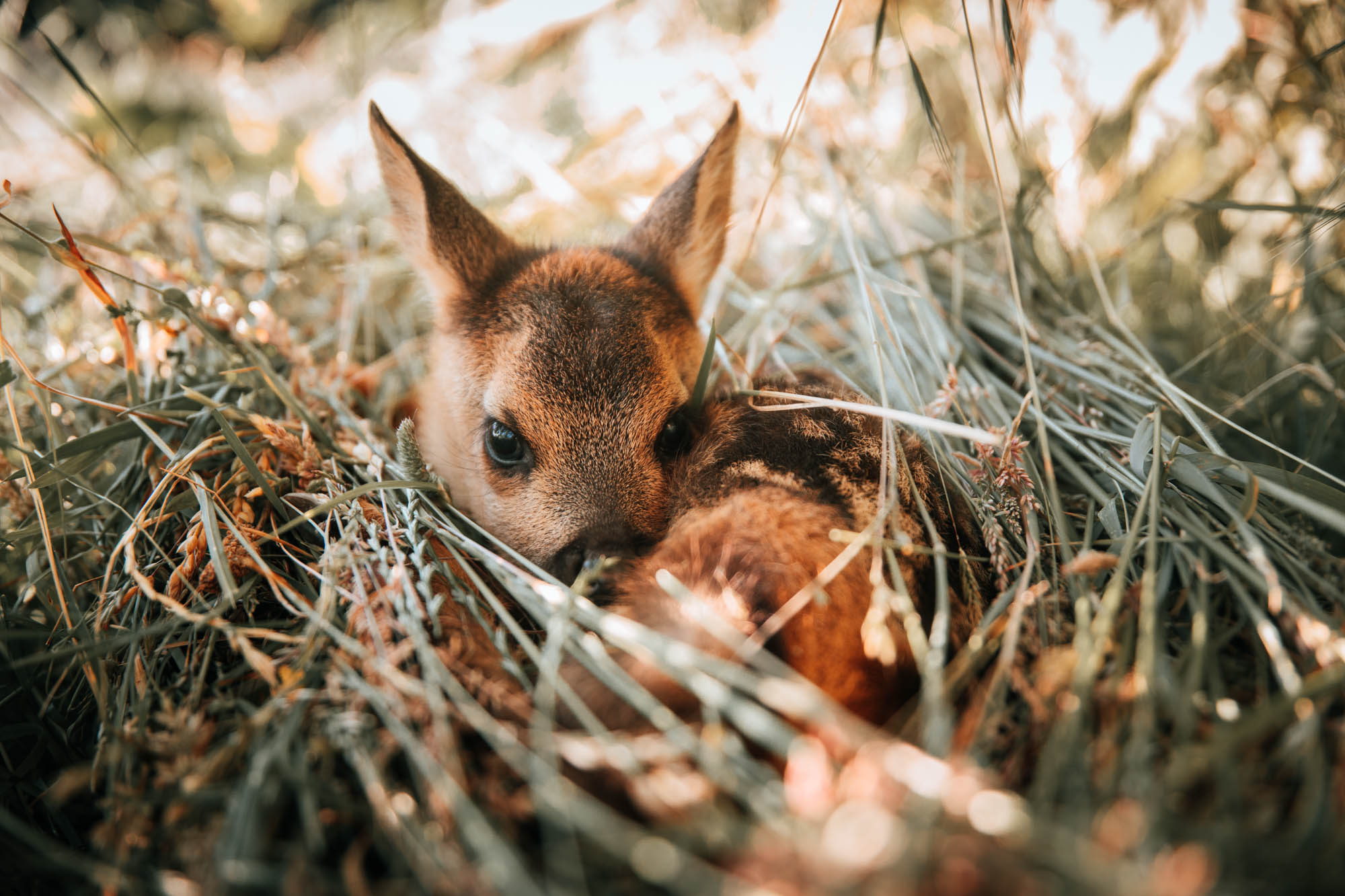 Kitzretter - „Bambi“ retten mit der Drohne © Kevin Winterhoff © Pia Jo List