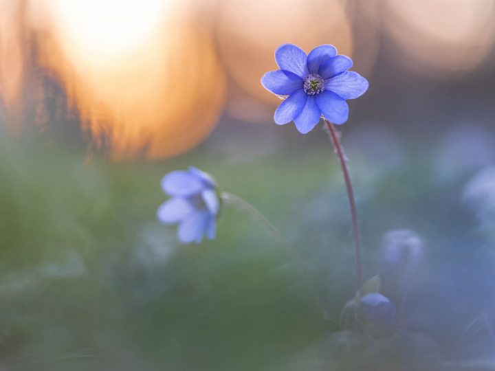 Erfahrungsbericht über die neue SIGMA fp L von Robert Sommer © Robert Sommer