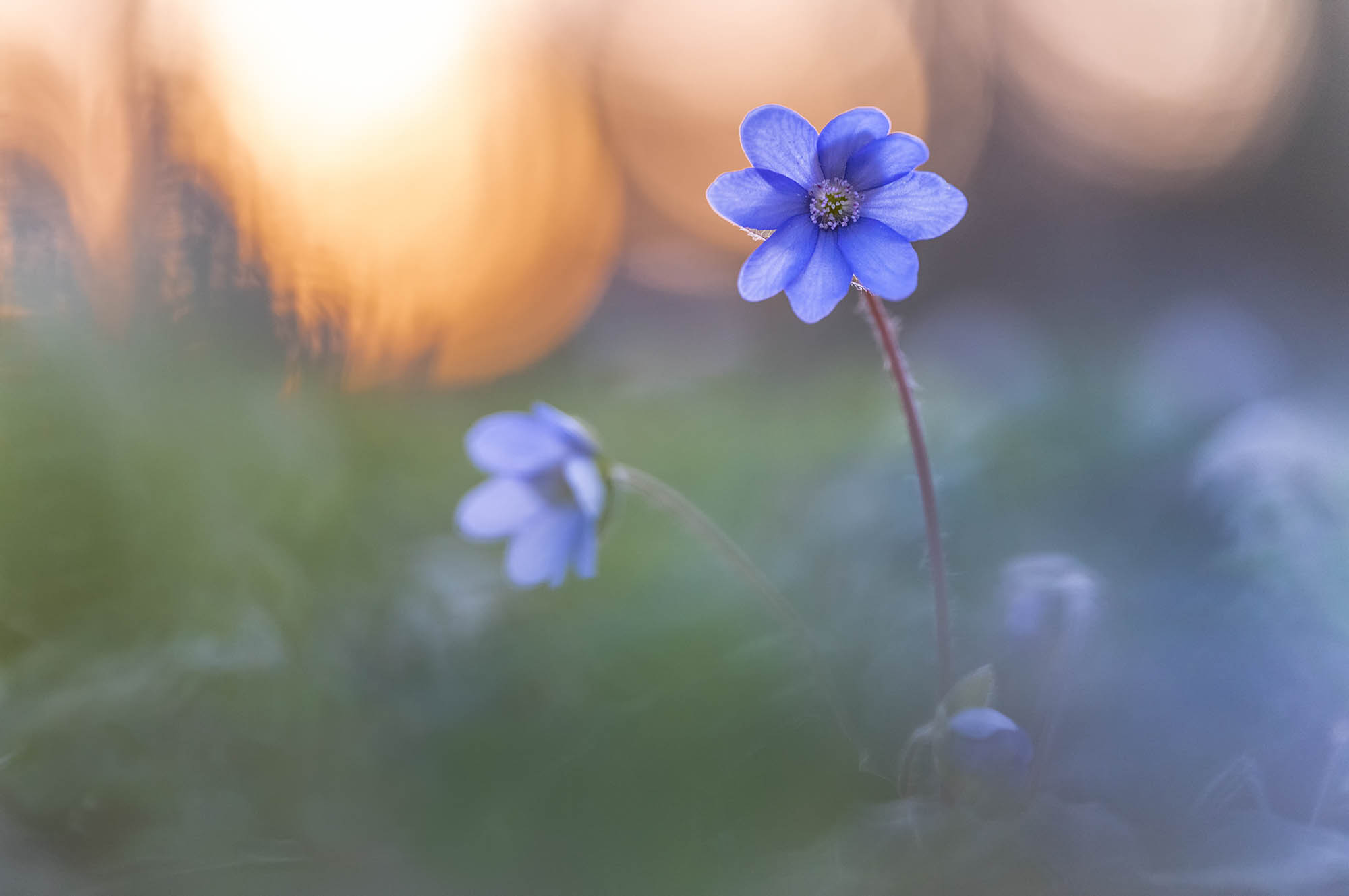 Erfahrungsbericht über die neue SIGMA fp L von Robert Sommer © Robert Sommer